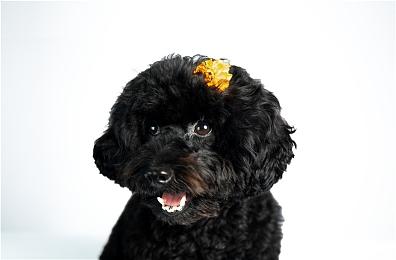 卡牌类肉鸽游戏《百万怪物民兵》现已在Steam平台正式推出 获特别好评